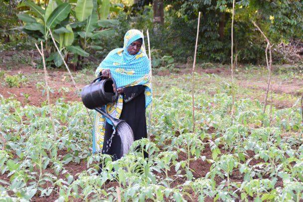 Khadija Hussein Khamis from Mahonda district North B Unguja watering tomatoes